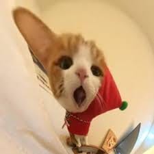 Maya Soebardjo avatar